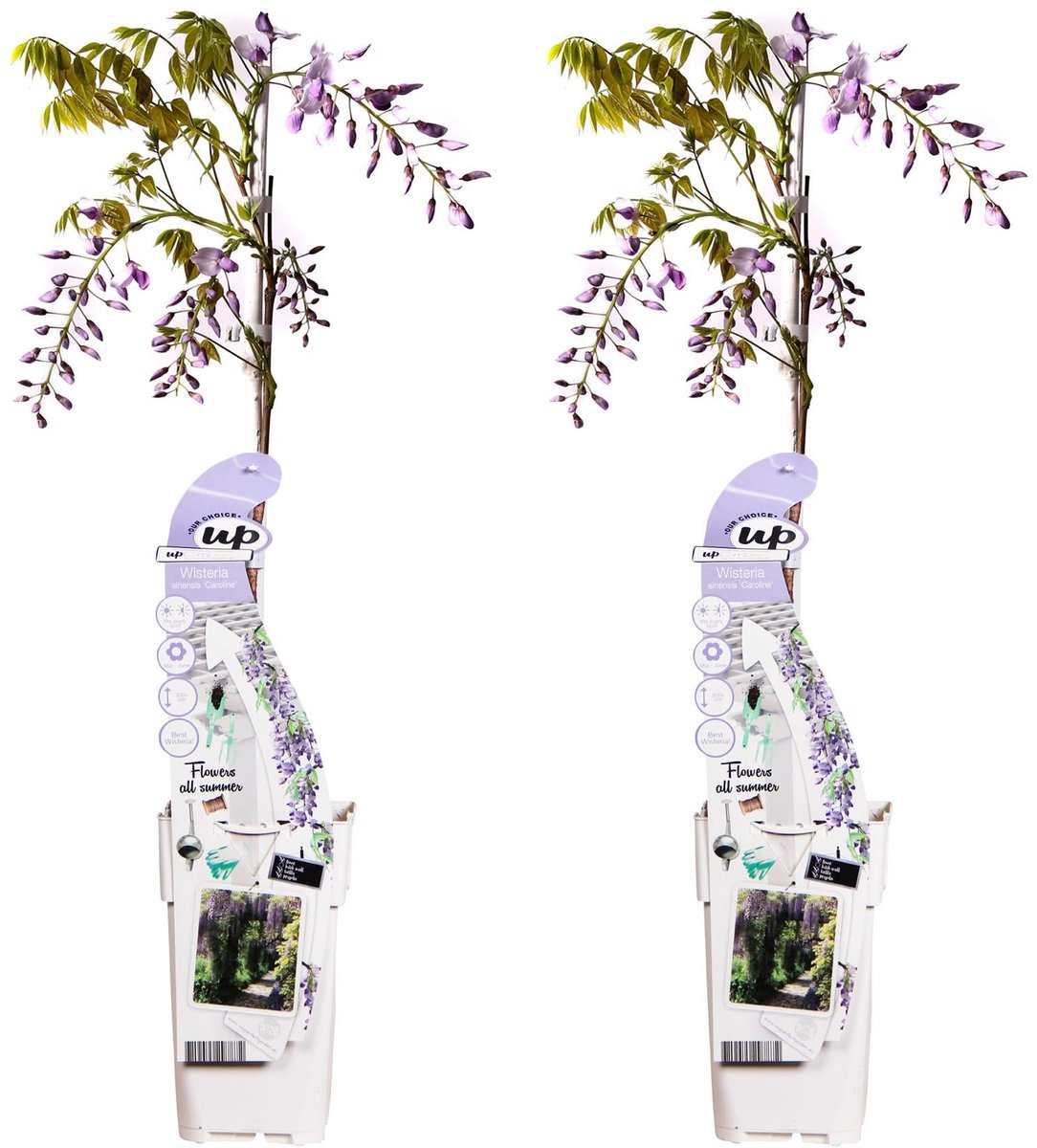 2x Wisteria sinensis 'Caroline' - ↨65cm - Ø15