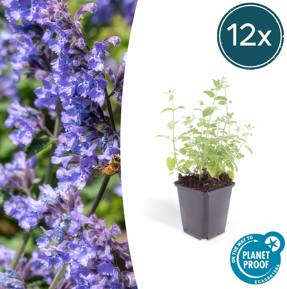 12x Nepeta 'Six Hills Giant' - 10-25cm - Ø9cm
