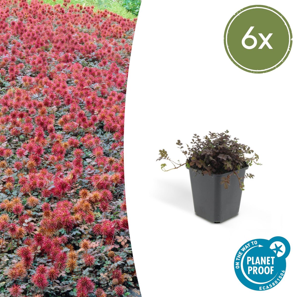 6x Acaena microphylla 'Kupferteppich' - 10-25cm - Ø9cm