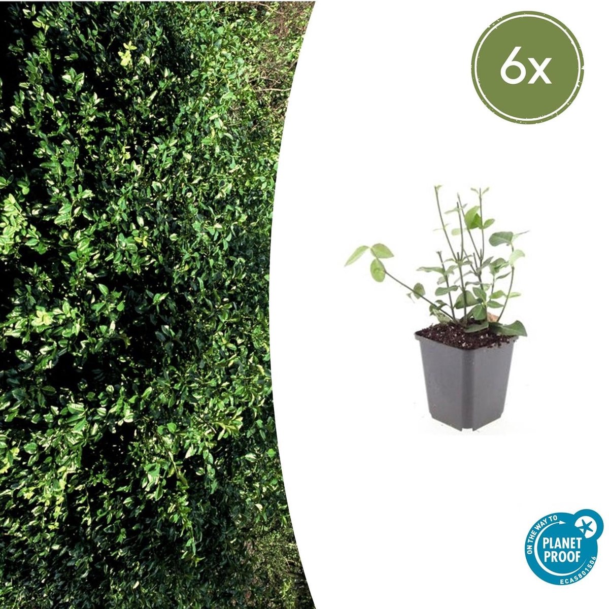 6x Euonymus fort. 'Coloratus' - 10-25cm - Ø9cm