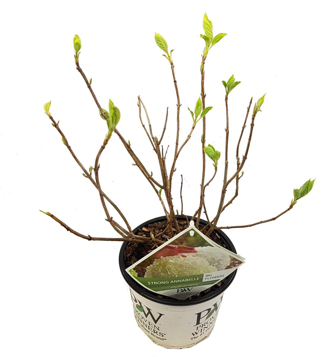 Hydrangea arbo. 'Strong Annabelle' - Ø19cm - 30cm
