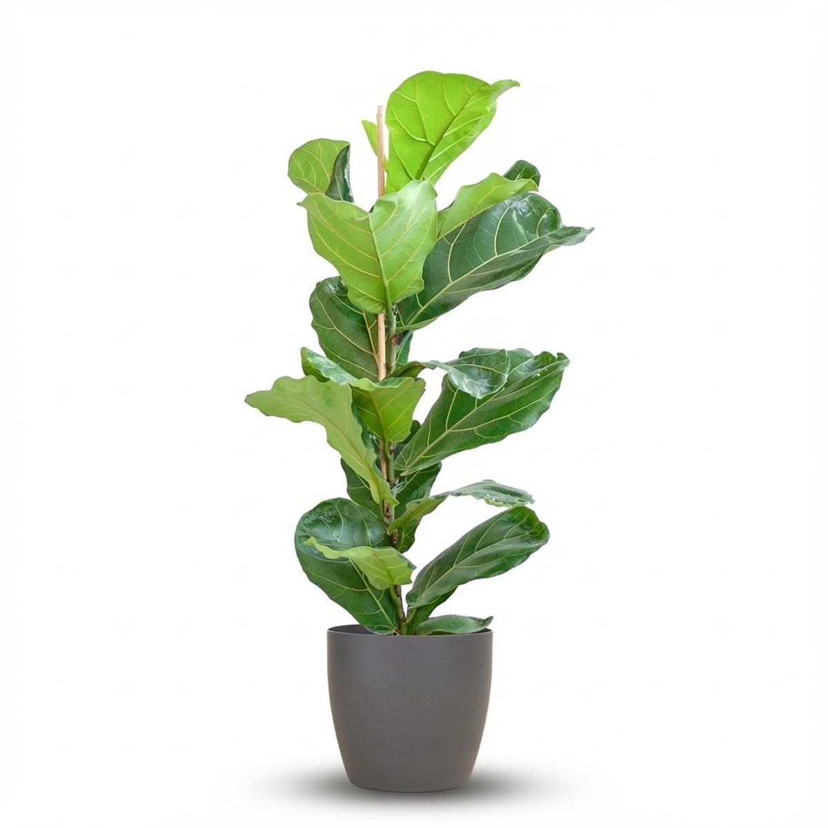 Ficus Lyrata met Potter pot grijs - 80cm - Ø21