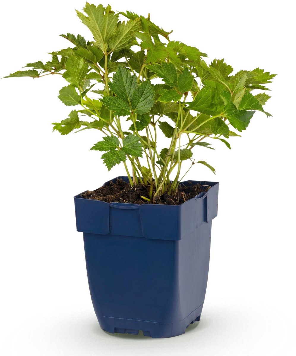 Vasteplant - Astilbe chin. Pumila - Pluimspirea - Schaduw - Paars - 1 Plant - Pot 11cm - Hoogte 15-25cm