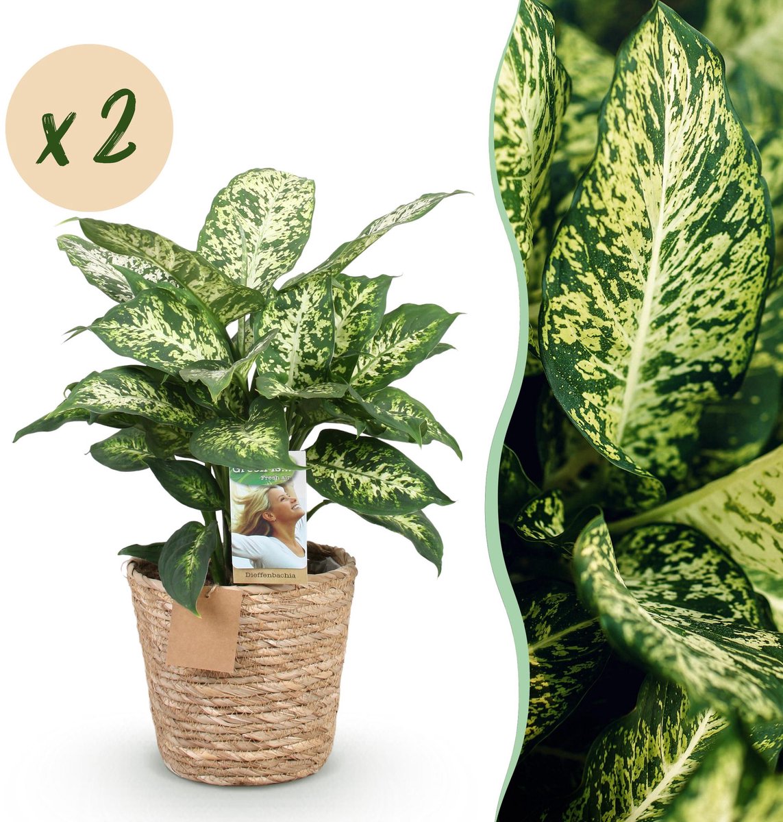 Green is... Kamerplanten - Diefenbachia Compacta - Dieffenbachia - Weinig onderhoud - met mand - Groen - 2 Planten - Pot 17cm - Hoogte 45-50cm