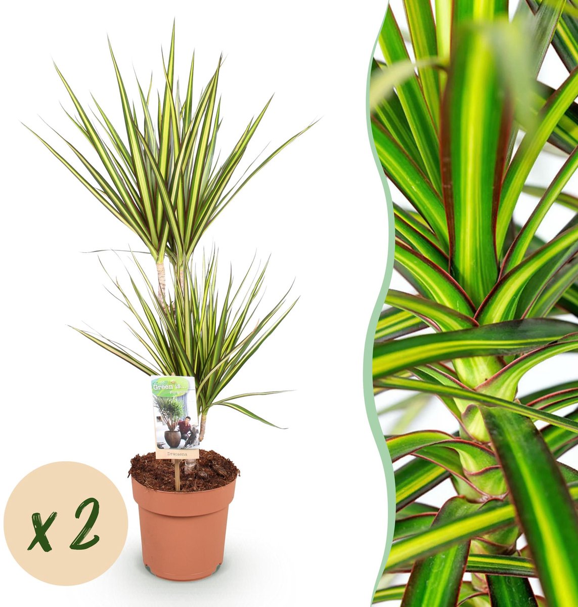 Green is... Kamerplanten - Dracaena Sunray - Drakenbloedboom - Weinig onderhoud - Groen - 2 Planten - Pot 17cm - Hoogte 70-75cm