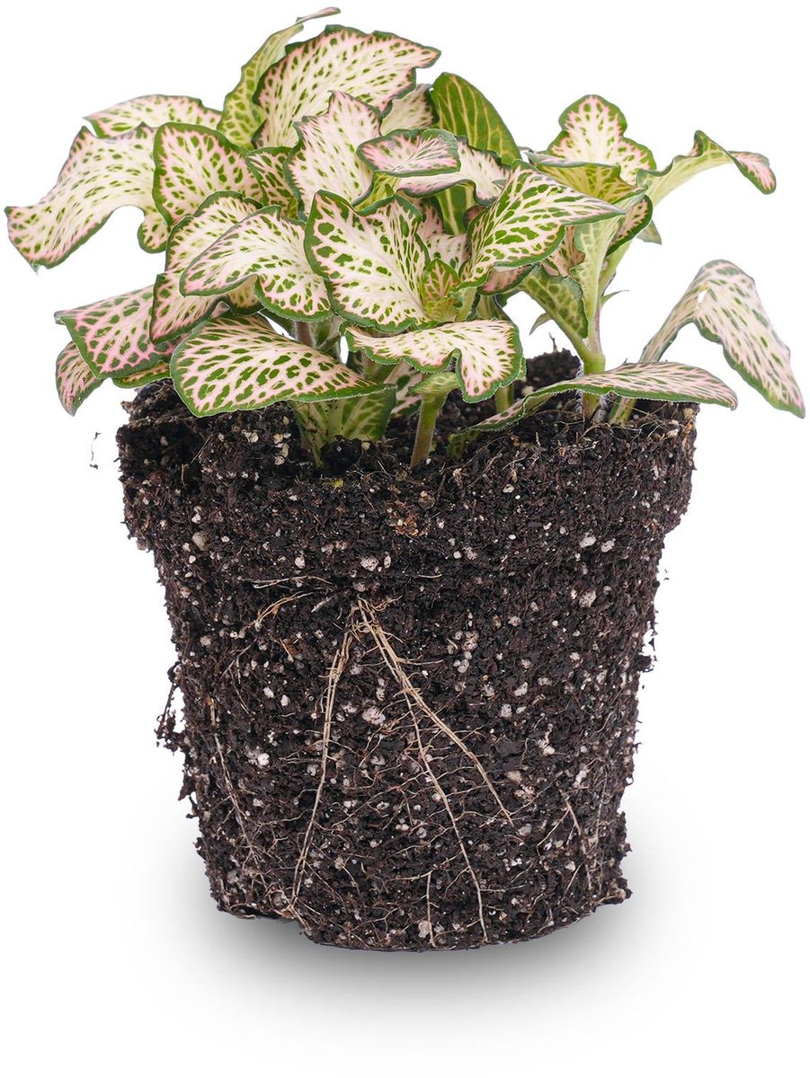Fittonia Pink Tiger - Pink, white and Green - Mosaic plant - potmaat 8
