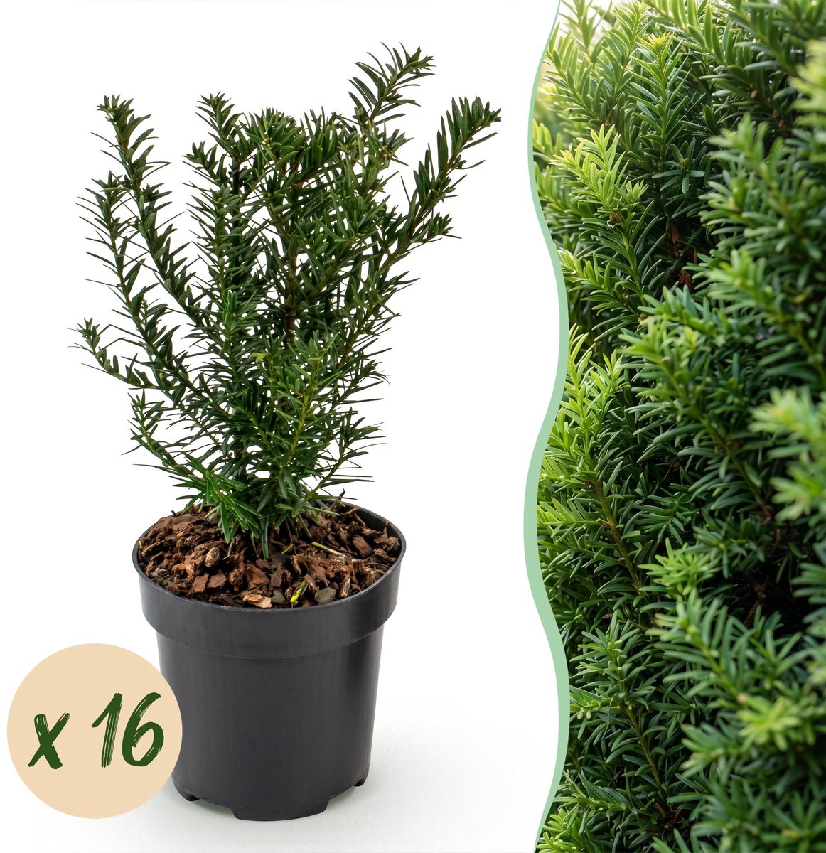 16x Taxus baccata - Venijnboom - Haagplanten - Groenblijvend - Groen - Pot 9cm - Hoogte 20-30cm