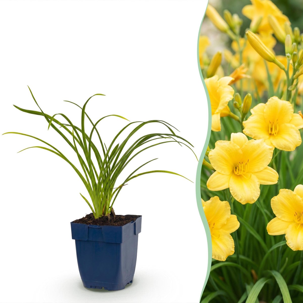 Vasteplant - Hemerocallis Stella d'Oro - Daglelie - Bijen en Vlinderlokkers - Geel - 3 Planten - Pot 11cm - Hoogte 15-25cm
