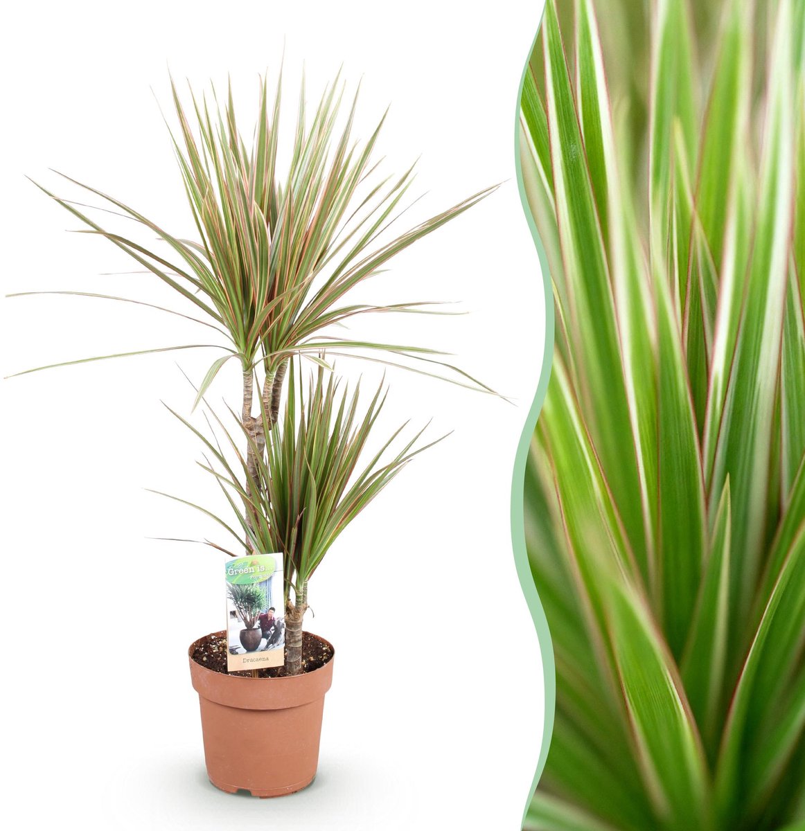 Green is... Kamerplanten - Dracaena Marginata Bicolor - Drakenbloedboom - Weinig onderhoud - Groen - 1 Plant - Pot 17cm - Hoogte 70-75cm