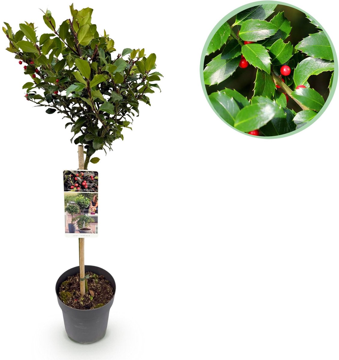 Plant op Stam - Ilex meserveae Blue Maid - Terras Plant - Bladhoudend - Winterhard - Rode Bes - Pot 19cm Hoogte 90cm
