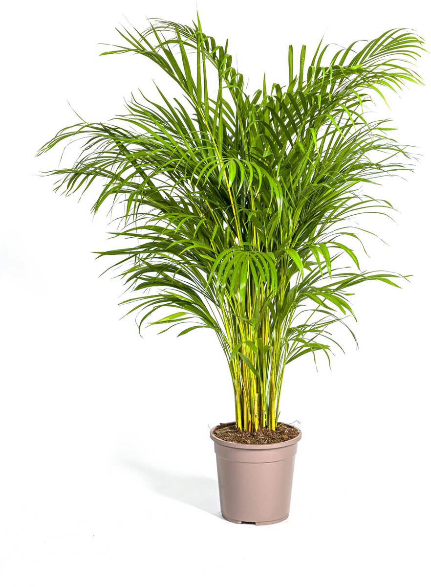 Dypsis Areca Lutescens Ø24cm - 120 - 140cm