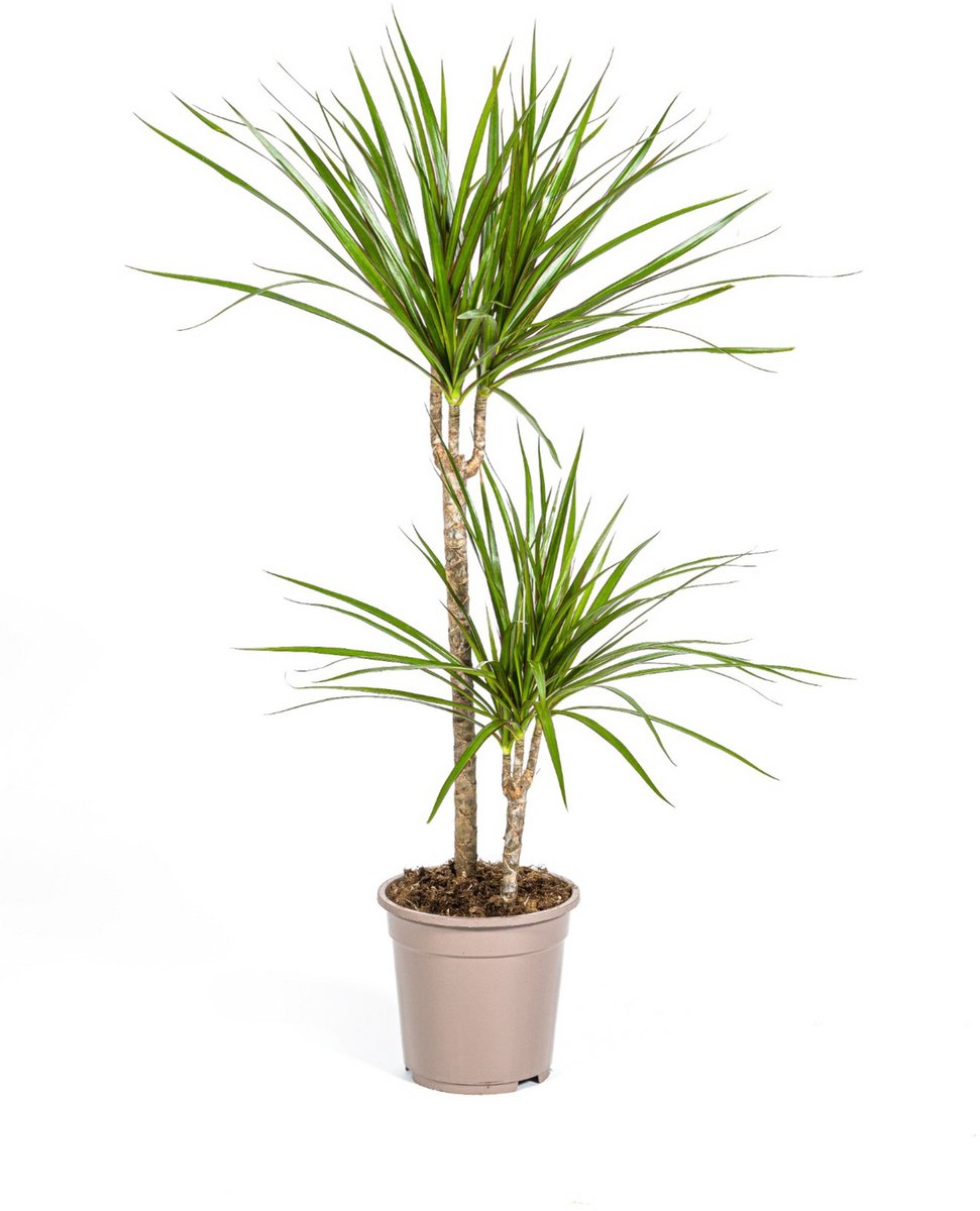Dracaena Marginata Green Ø19cm - 70 - 90cm