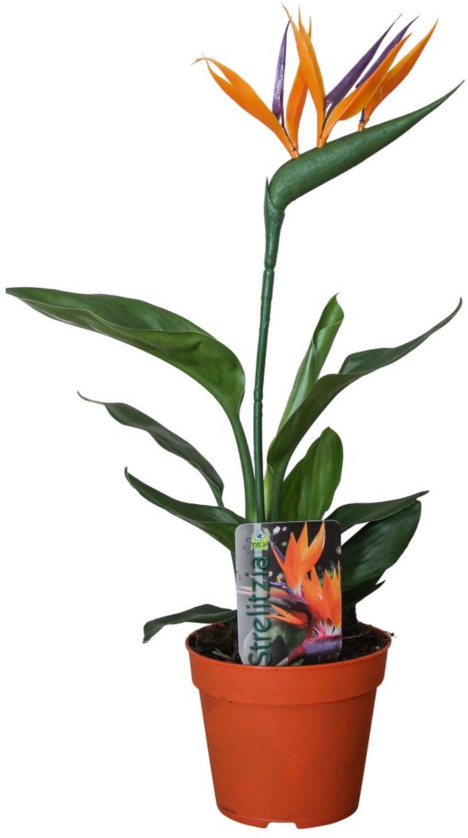Strelitzia Reginae P13 2pp (met Kunstbloem) - Ø13cm - 35cm