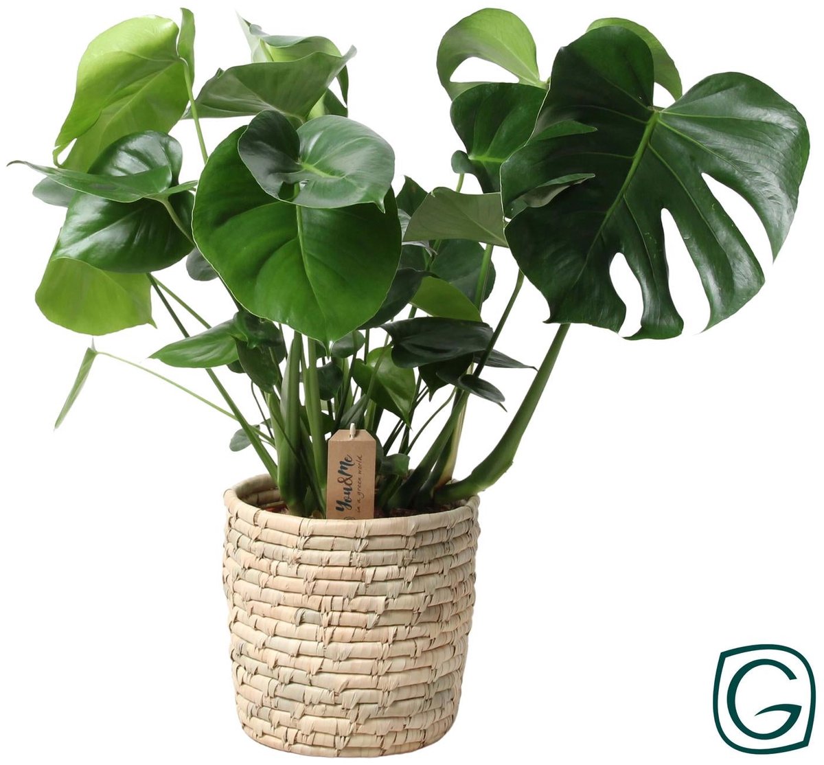 Monstera In Basket Palmleaf - Ø21cm - 60cm
