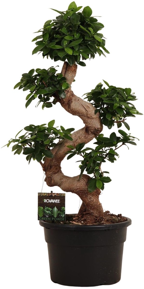 Ficus Microcarpa Ginseng - 80 cm - Ø27cm