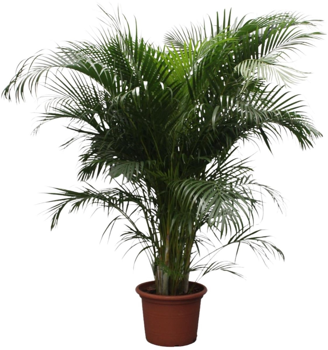 Dypsis Lutescens (Areca Palm) - 230 cm - ø40