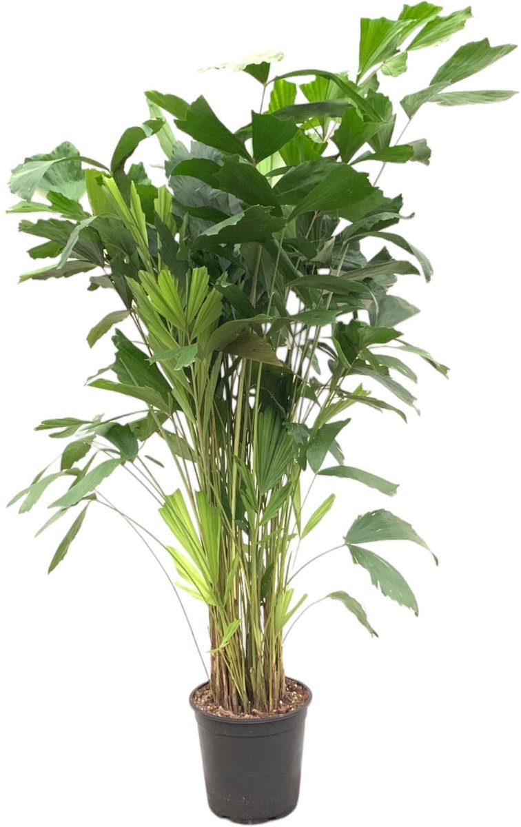 Caryota Mitis - 150 cm - ø27