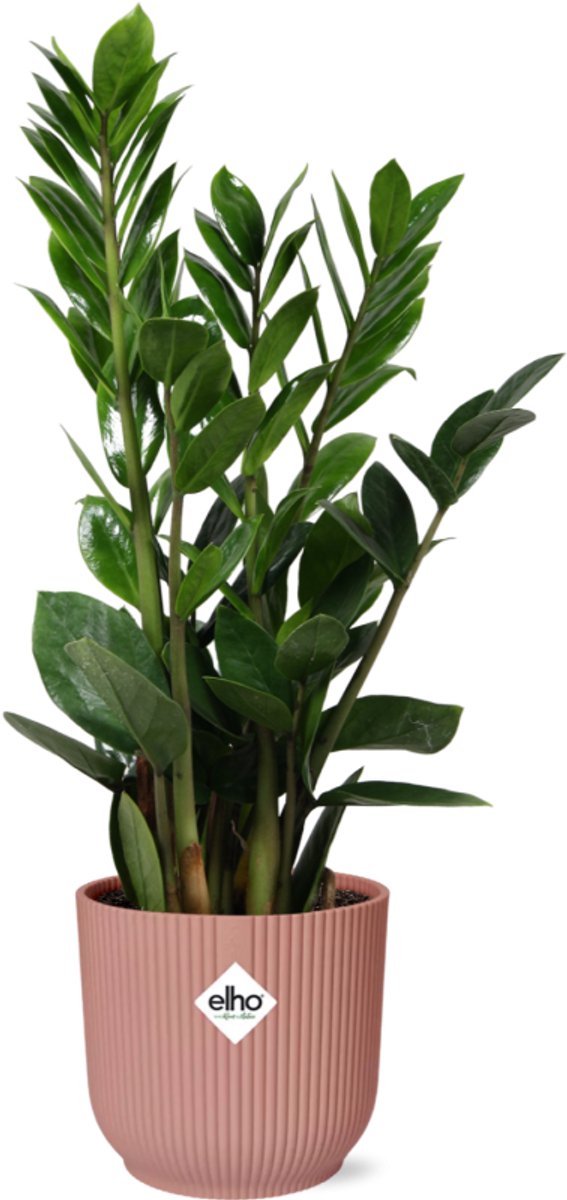 Zamioculcas – Hoogte 45-50 in ELHO Vibes Fold 14cm roze