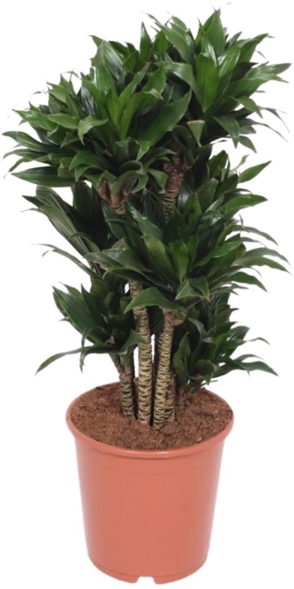 Dracaena Compacta - Ø24cm - 80cm
