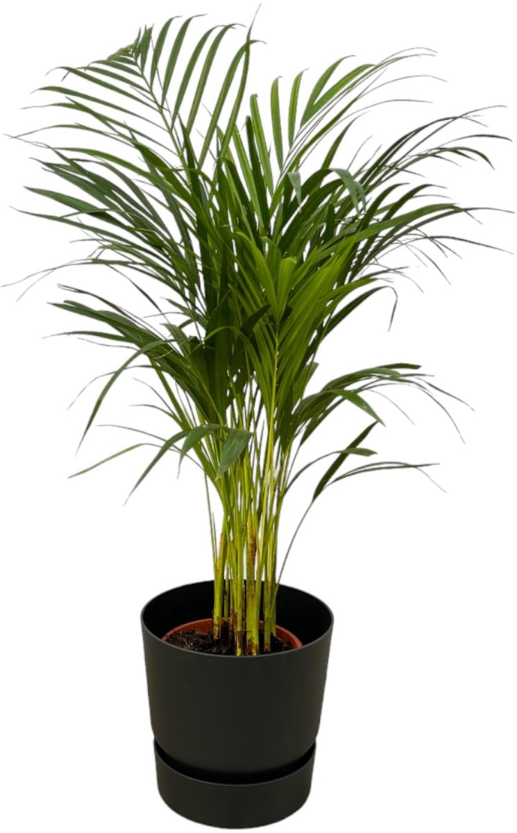 Areca palm - ↨85cm - Ø19cm inclusief elho Greenville Round zwart D24xH23