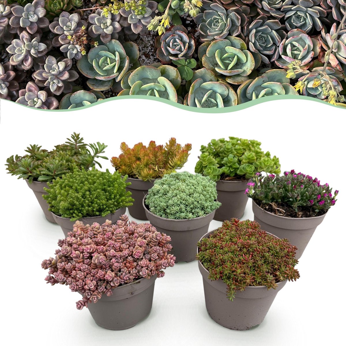Bodembedekker - Winterhard - Alpine Mix - 8 Planten - Diversen Kleuren - Weinig Onderhoud - Pot 14 Hoogte 17