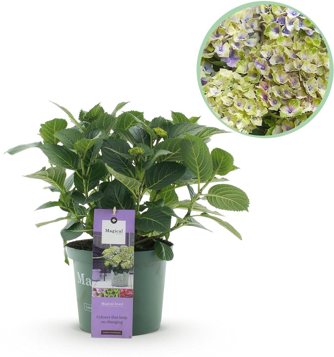 Terrasplant - Hortensia - Hydrangea Magical Jewel Blue - Blauw - 6-10 Bloemen - Pot 23cm Hoogte 55cm
