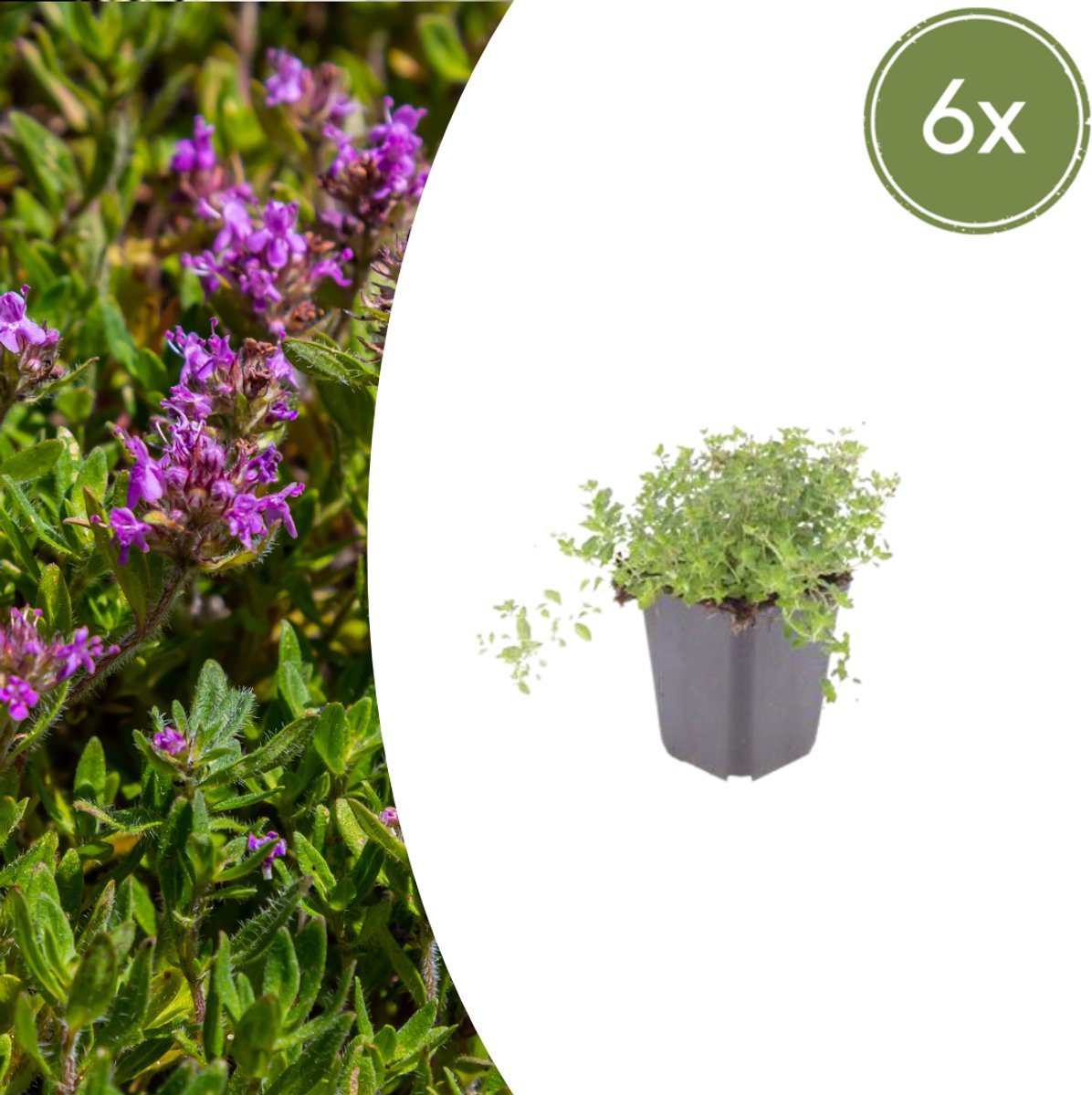 6x thymus serpyllum - 10-25cm - Ø9cm