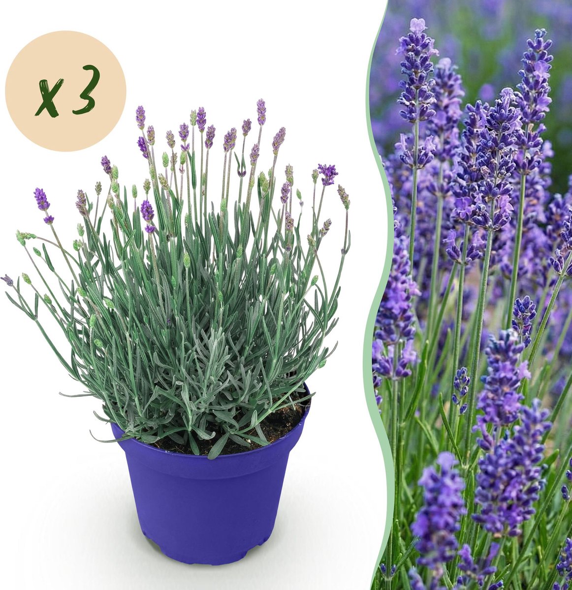 Tuinplant - Lavandula angustifolia Hidcote - Lavendel - Winterhard - Paars - 3 Planten - Pot 12cm - Hoogte 15-25cm