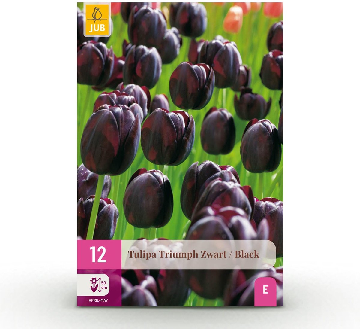 Bloembollen - Tulp Triumph Black - Kleur Donker Paars - 12 stuks - Bolmaat 11/12 - XXL Pack