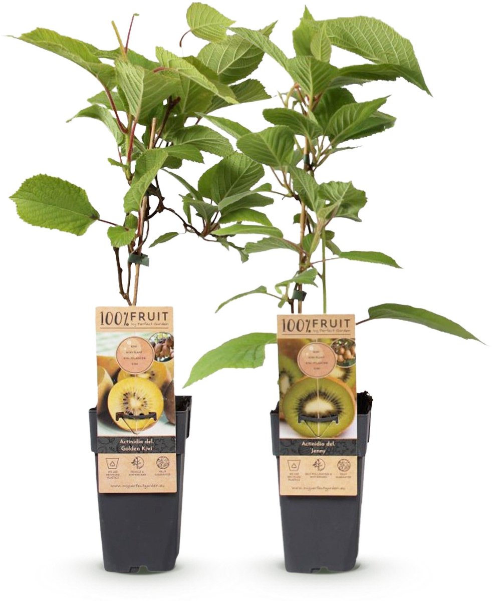 Fruitplant - Groene & Gele Kiwi - Actinidia deliciosa Jenny & Golden Kiwi - 2 planten - Pot 15cm Hoogte 50cm