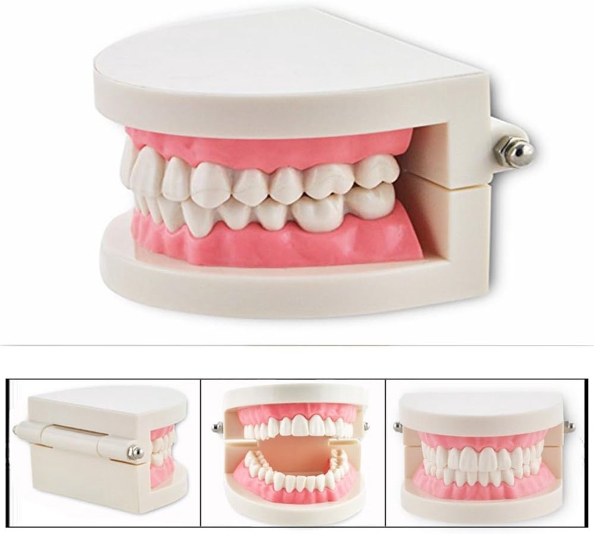 Demonstratiemodel tandarts - standaard model - soft gums voor 28 tanden - handig voor communicatie met patiënten - ShopVlot