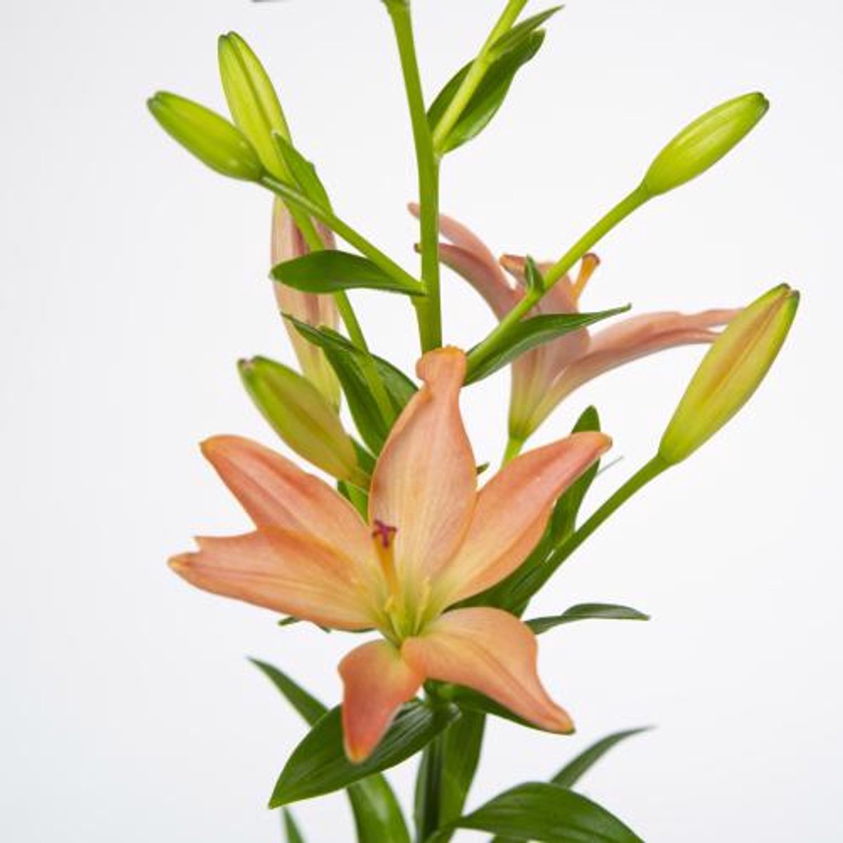 10x Lil.pink cocotte az 80cm
