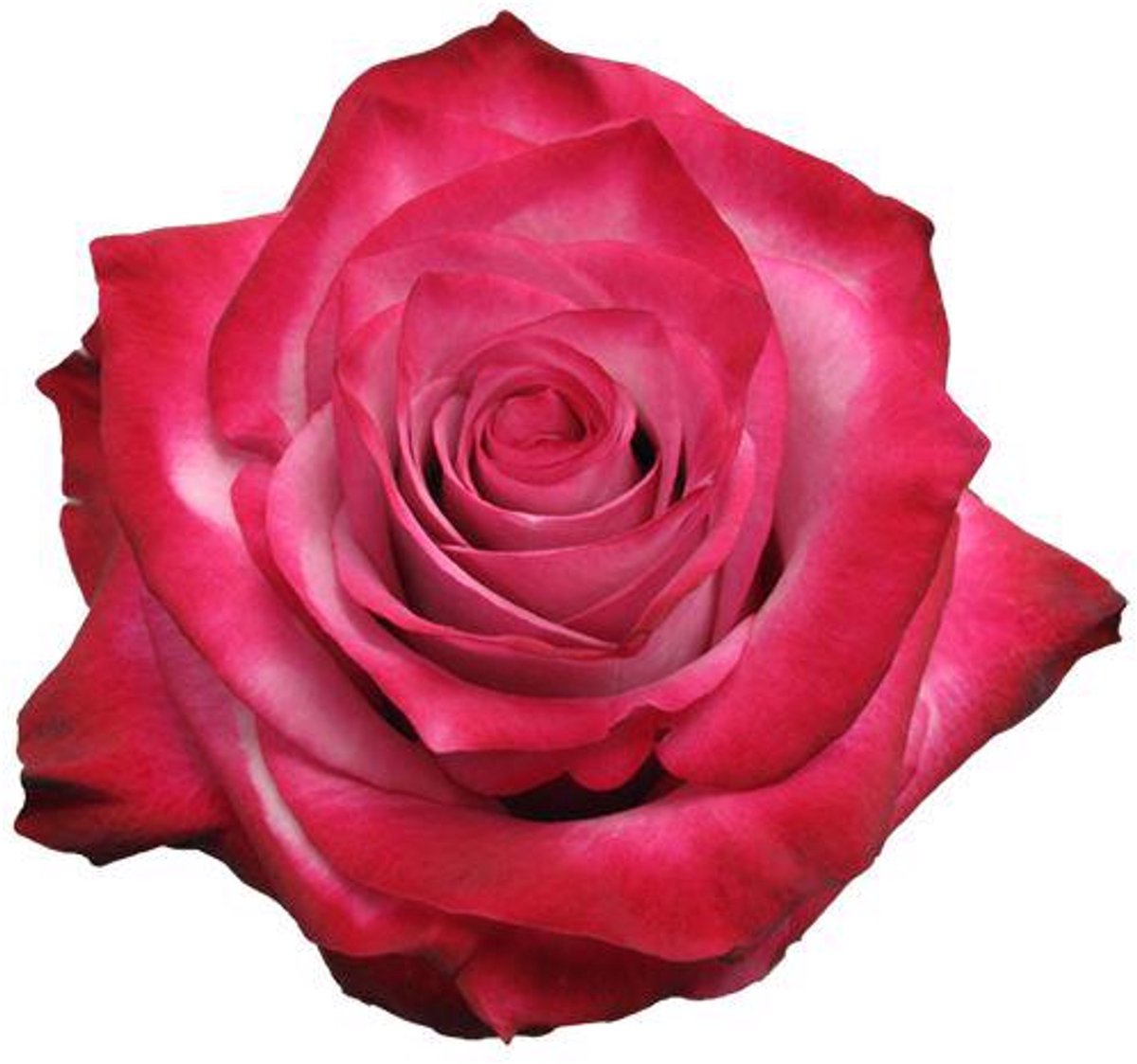 20x Rosa deep purple 70cm