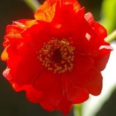 6x Geum chiloense ‘Mrs Bradshaw’ - Nagelkruid - Pot 9x9 cm