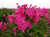 Phlox Paniculata Pink Attraction 5 stuks - Vlambloem-Flox-Floks-Bijen plant