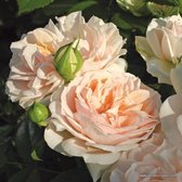 1x Rosa 'Garden of Roses'® - KORDES - Kordes Perkroos - Plant-o-fix C2