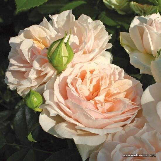 2 Rosiers 'Orangerie' Kordes - Fleurs Groupées Orange - Parfum Léger - Plantes Saines Et Résistantes