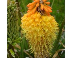 6x Kniphofia uvaria ‘Royal Castle’ - Vuurpijl - Pot 9x9 cm