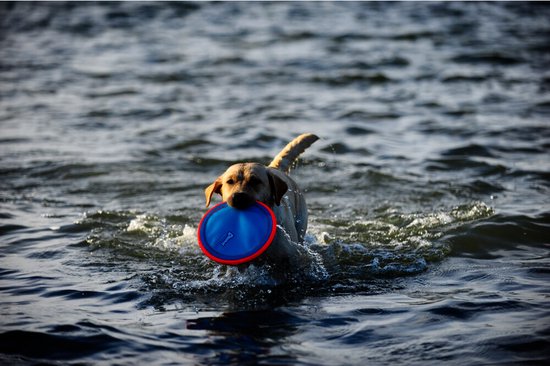 Gele hond zwemt in het water met een blauwe frisbee in zijn bek.