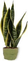 Kamerplant Sansevieria - Vrouwentong - ± 40cm hoog - In groene sierzak