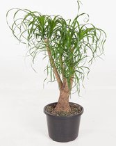 Kamerplant van Botanicly – Olifantenpoot – Hoogte: 95 cm – Beaucarnea recurvata
