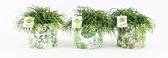 Cactussen van Botanicly – 3 × Rotskoraal in gevormde keramiek pot als set – Hoogte: 20 cm – Rhipsalis Oasis