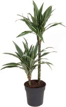 Kamerplant van Botanicly – Drakenboom – Hoogte: 115 cm – Dracaena fragr. Warneckii