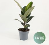 Kamerplant van Botanicly – Rubberboom – Hoogte: 35 cm – Ficus Elastica Robusta