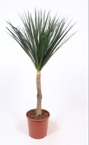 Kamerplant van Botanicly – Drakenboom – Hoogte: 150 cm – Dracaena derem.