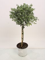 Kamerplant van Botanicly – Eucalyptus – Hoogte: 60 cm