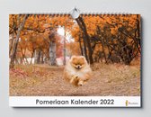 Pomeriaan kalender 2023 | 35x24 cm | jaarkalender 2023 | Wandkalender 2023