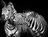 Zebra love II – 135cm x 90cm - Fotokunst op PlexiglasⓇ incl. certificaat & garantie.