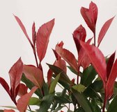 4x Photinia fraseri ‘Carré Rouge’ – Glansmispel in C2 liter potten
