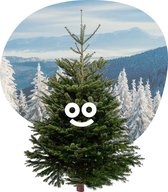 Echte Duurzame Nordmann Kerstboom - ↕ 140-150 cm - Gezaagd Zonder Kluit - BeterBoompje